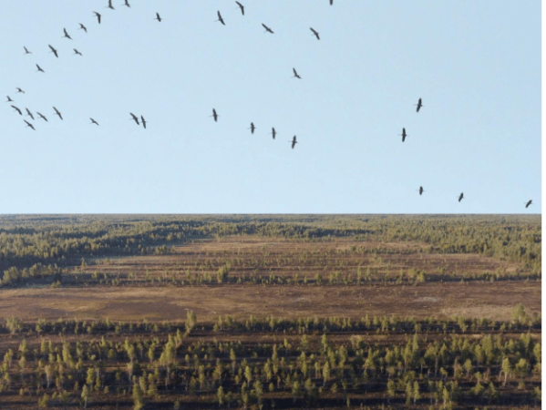 Põhja-Pärnumaa valla linnustiku uuring sihtliikidele- sookurele ja&nbsp;hanelistele